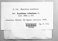 Lentinus velutinus image